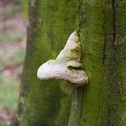 Waldspaziergang mit Folgen